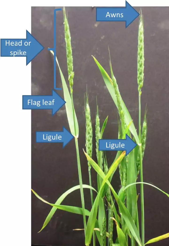芒（Awns）、穗（Spike）、旗葉（Flag leaf）、葉舌（Ligule）